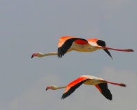 Flamingo (6).JPG