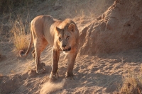 20130707-Leeuw 5 (Masai Mara - KE).JPG