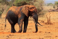 20130715-Afrikaanse Savanneolifant 9 (Tsavo East - KE).JPG